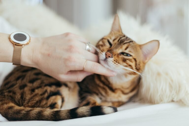 Persian Cat Care Comprehensive Guide Line.