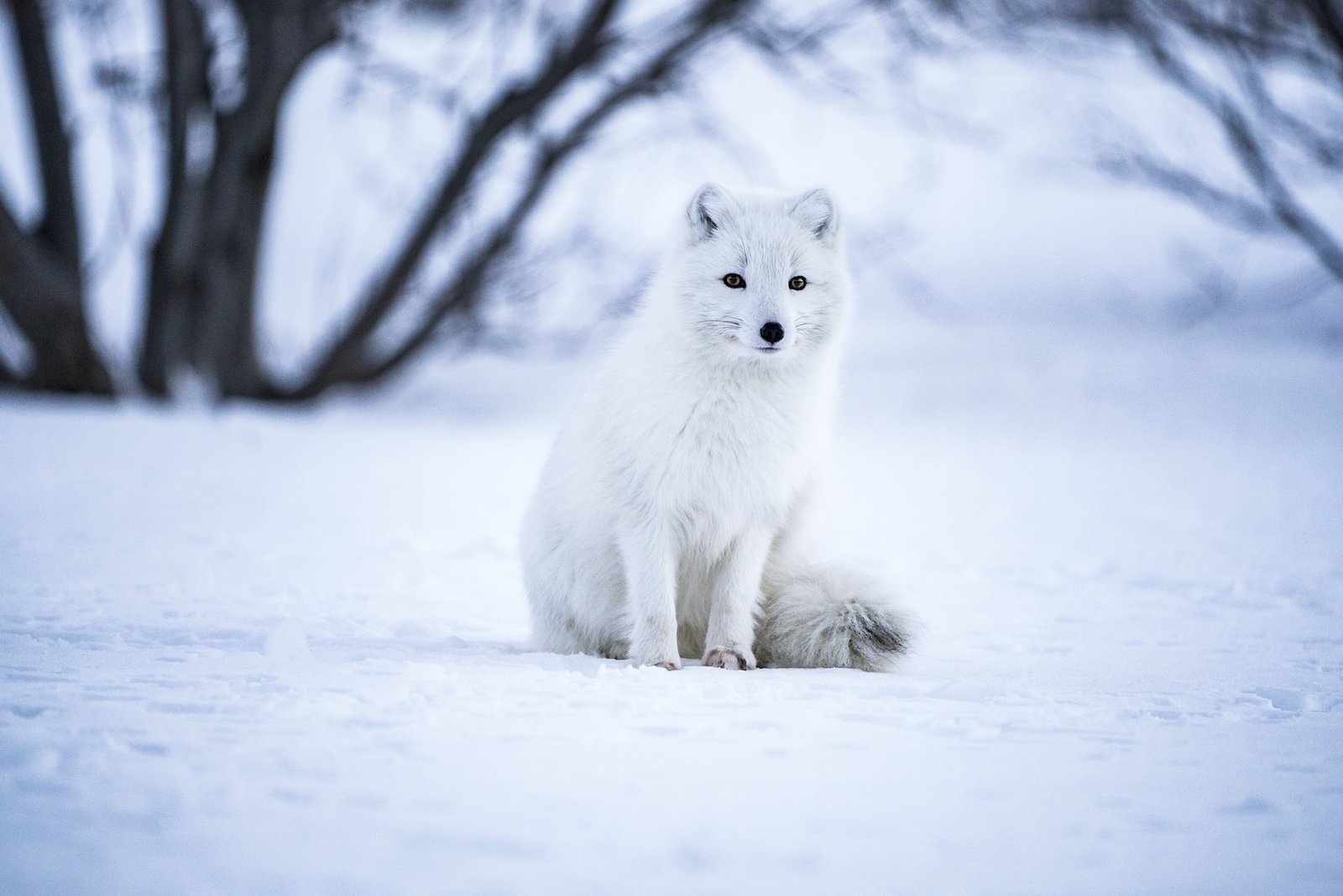 arctic fox