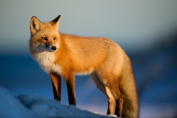 Arctic Fox Facts & Information Guide. Arctic Fox