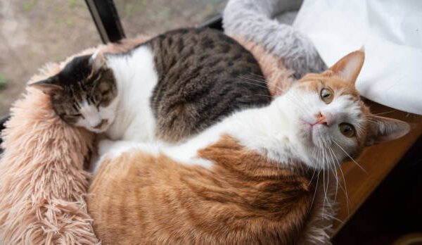 How long have domestic cats been around? cat