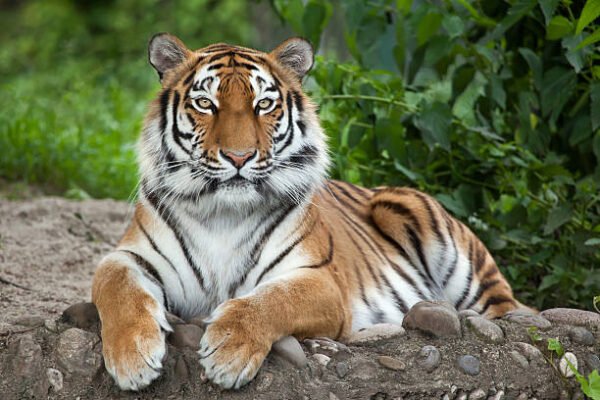 Where is the national animal of India? National animal of India