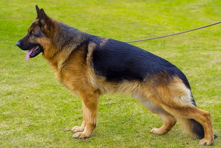 What is a dog?