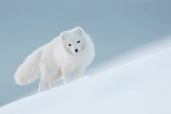 Arctic-Fox