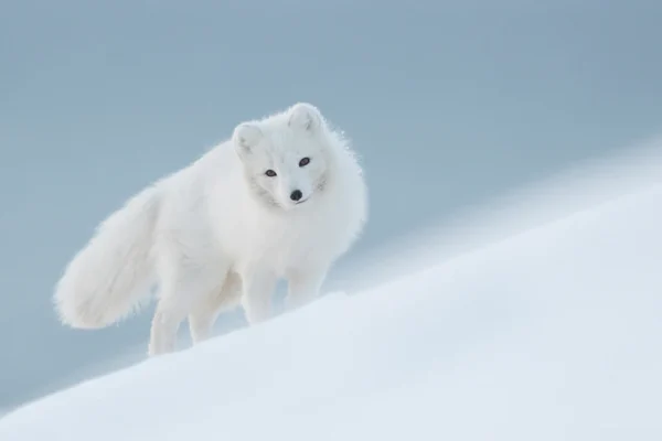 Unraveling the Mystique of the Arctic Fox: A Creature of the Frozen North Arctic-Fox