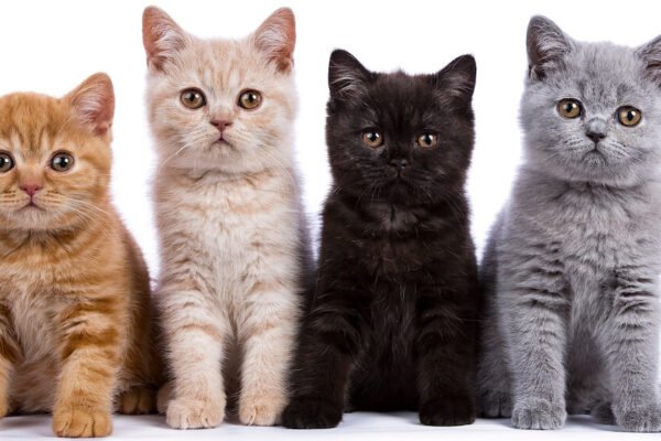 The Feline Mystique: Unveiling the Enigmatic World of Cats Cat