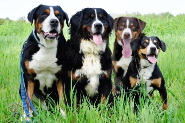 Man’s Best Friend: Understanding the Remarkable Canine Dog