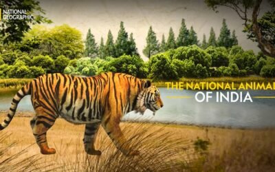 Da Royal Bengal Tiger