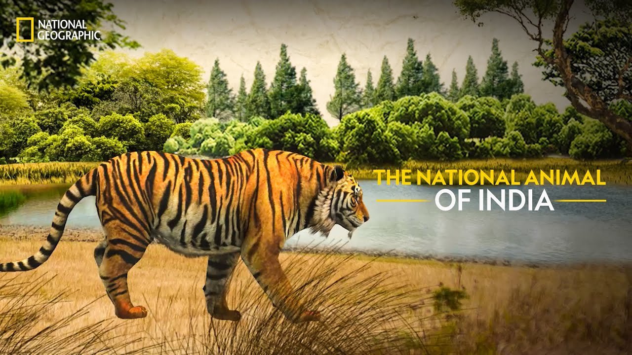 The Royal Bengal Tiger