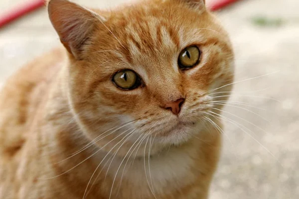 Understanding the Common Admission Check (CAT) Understanding the Common Admission Check (CAT)