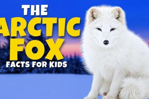 The Arctic Fox: A Marvel of Adjustation