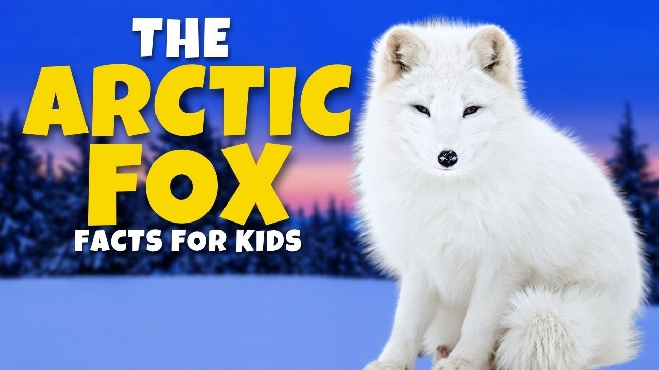 The Arctic Fox: A Marvel of Adjustation