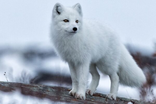 The Arctic Fox: A Marvel of Adjustation
