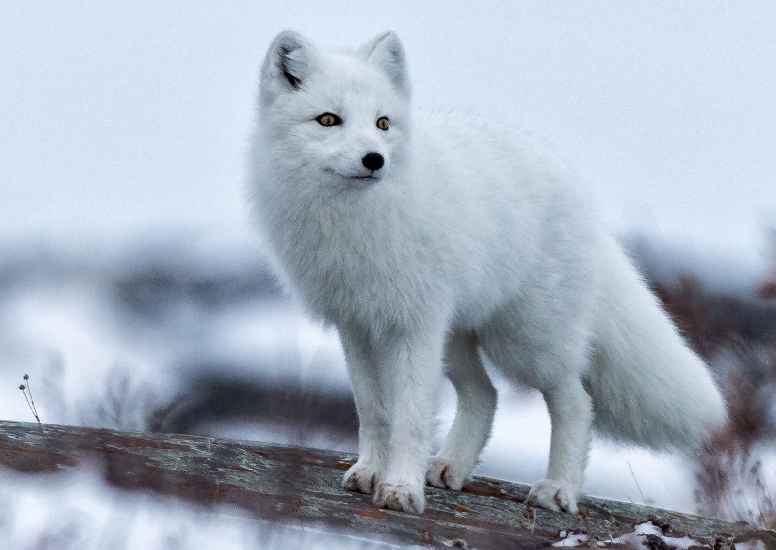 The Arctic Fox: A Marvel of Adjustation