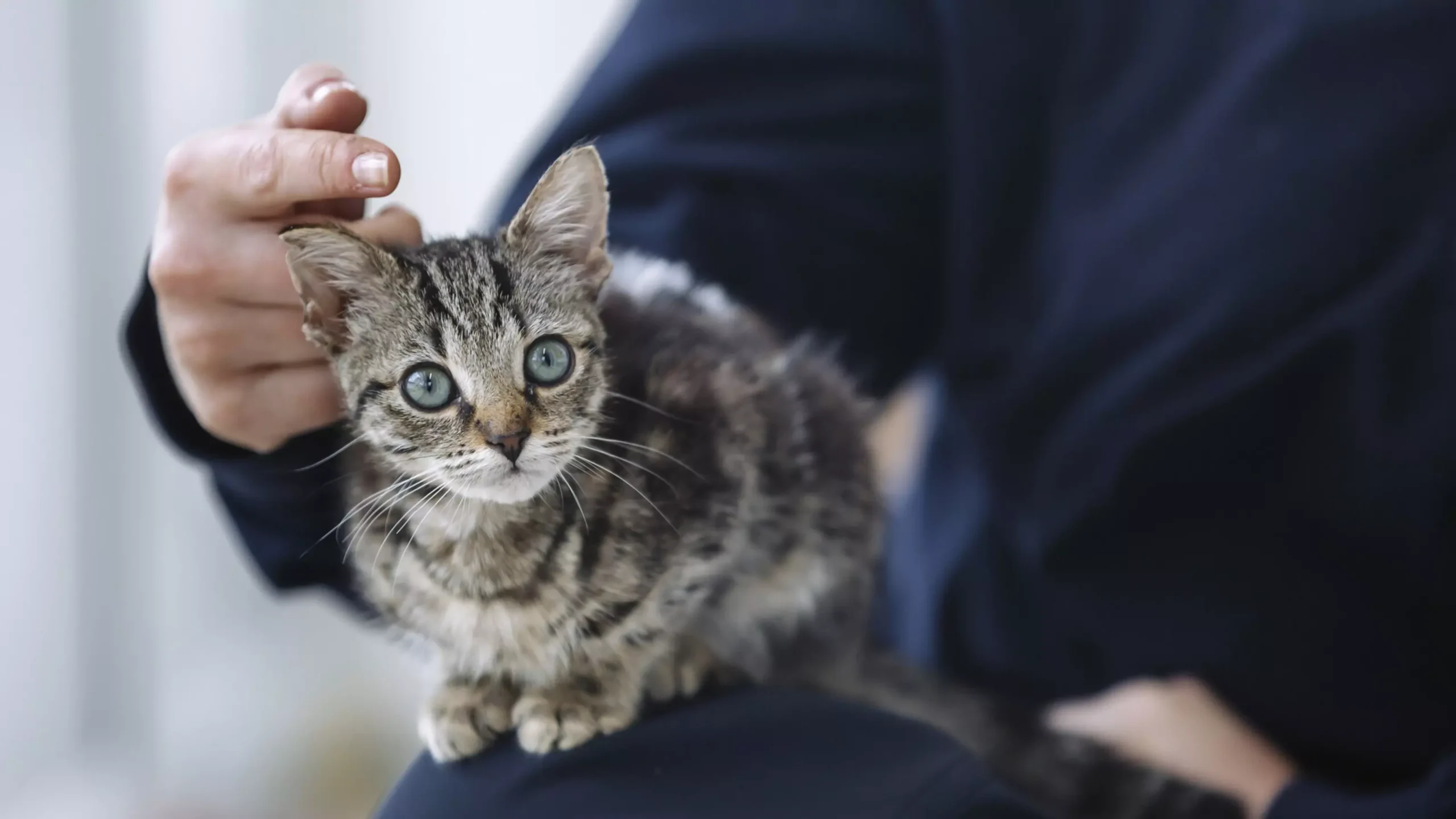 Cats: The Fascinating Feline Companions
