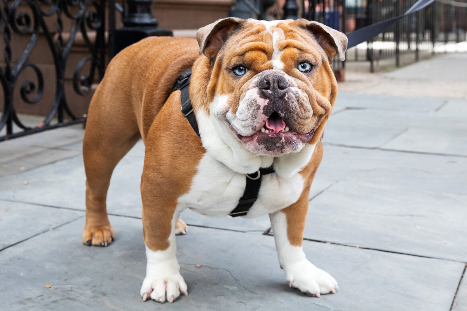 "Dog Tales: The Heartwarming Bond Between Humans
