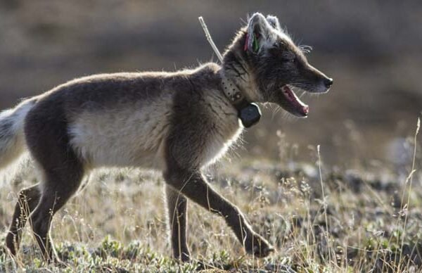 The Arctic Fox: Master of Survival in the Frozen North The Arctic Fox: Master of Survival in the Frozen North