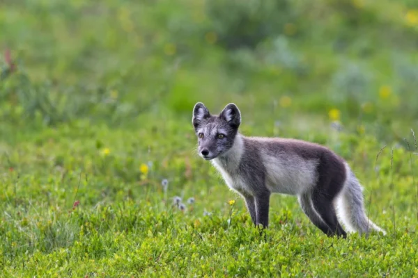 The Arctic Fox: Nature’s Winter Survivor The Arctic Fox: Nature's Winter Survivor