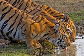 The Royal Bengal Tiger
