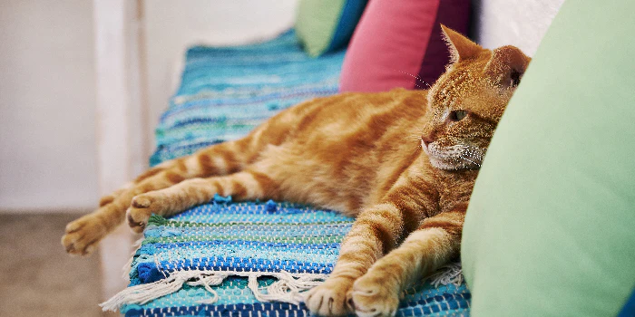 Cats Secrets Every Cat Lover Must Know