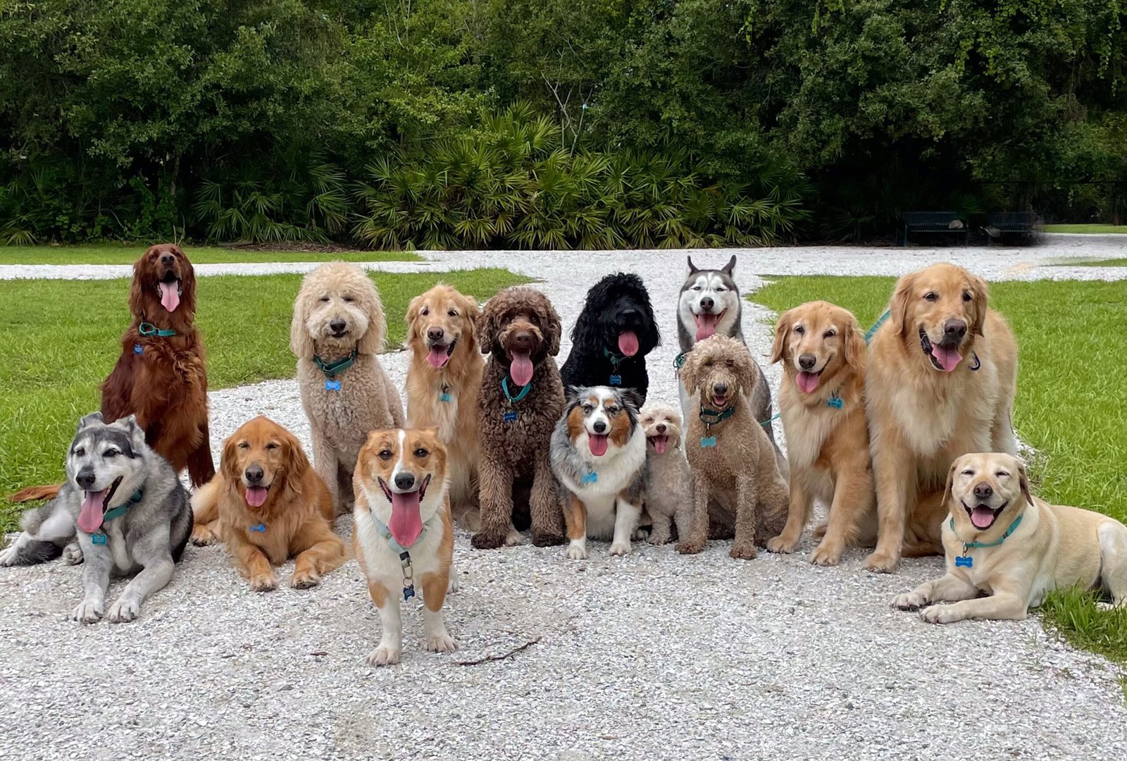 "The Ultimate Guide to Dogs: Breeds, Behavior, and Benefits of Owning a Dog"