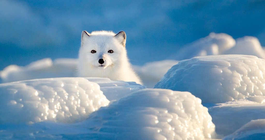 The Arctic Fox: Fascinating Facts About Nature's Winter Warrior