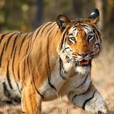 The Majestic Bengal Tiger: 10 Reasons Why It’s India’s National Pride The Majestic Bengal Tiger: 10 Reasons Why It’s India’s National Pride